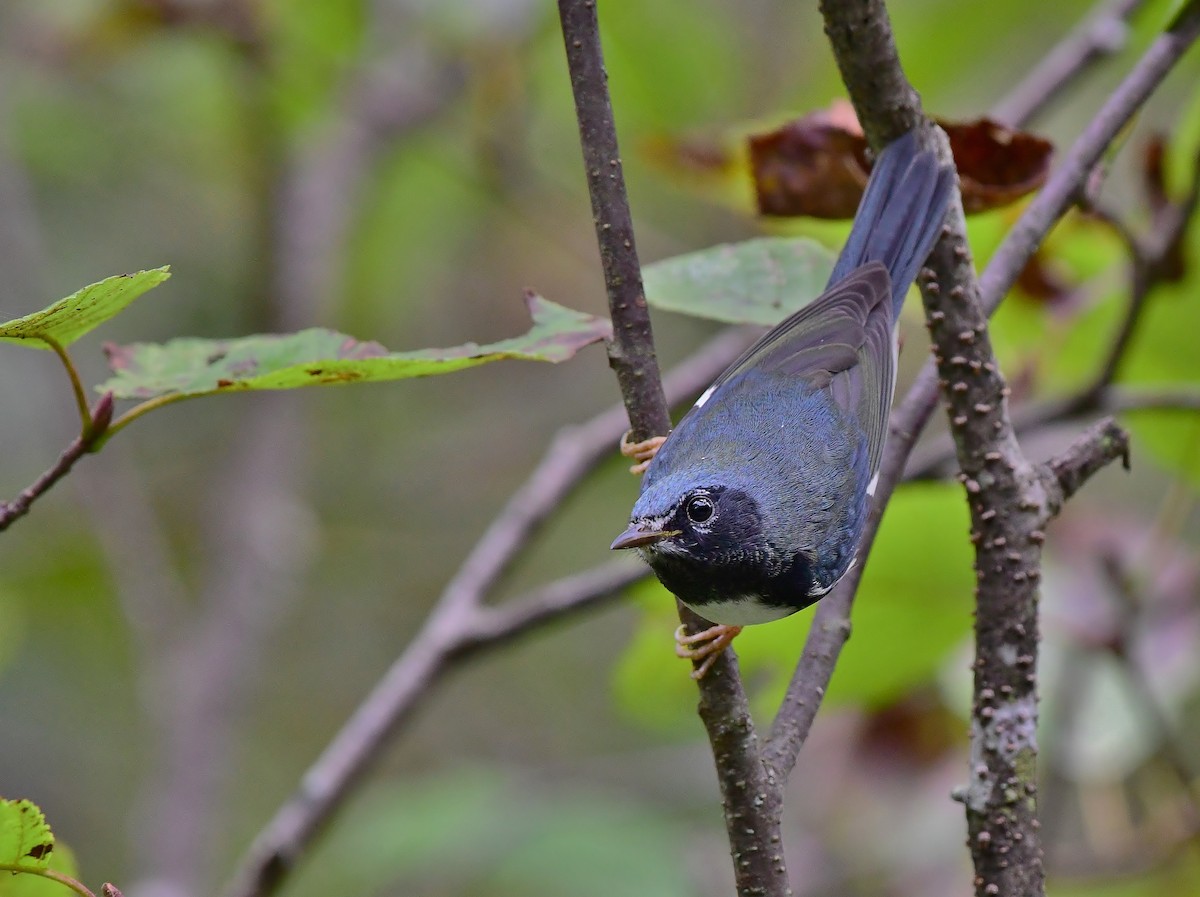 Paruline bleue - ML177602781