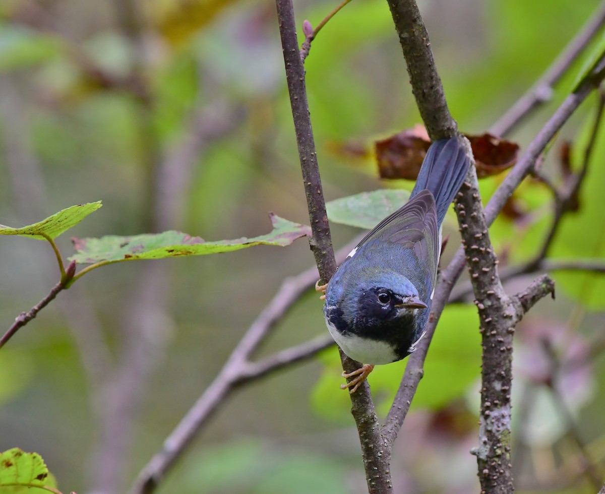 Black-throated Blue Warbler - ML177602791