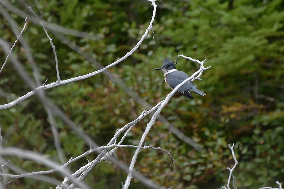 Belted Kingfisher - thomas berriman