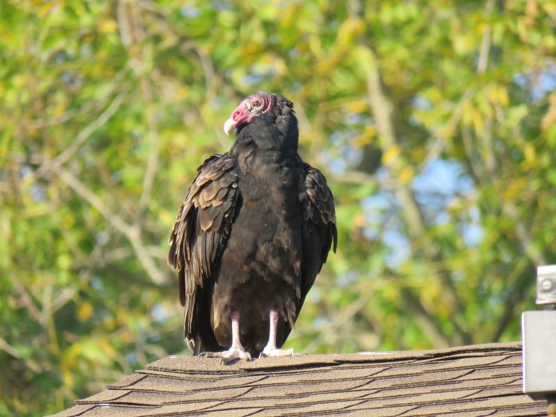 Turkey Vulture - Tracy The Birder