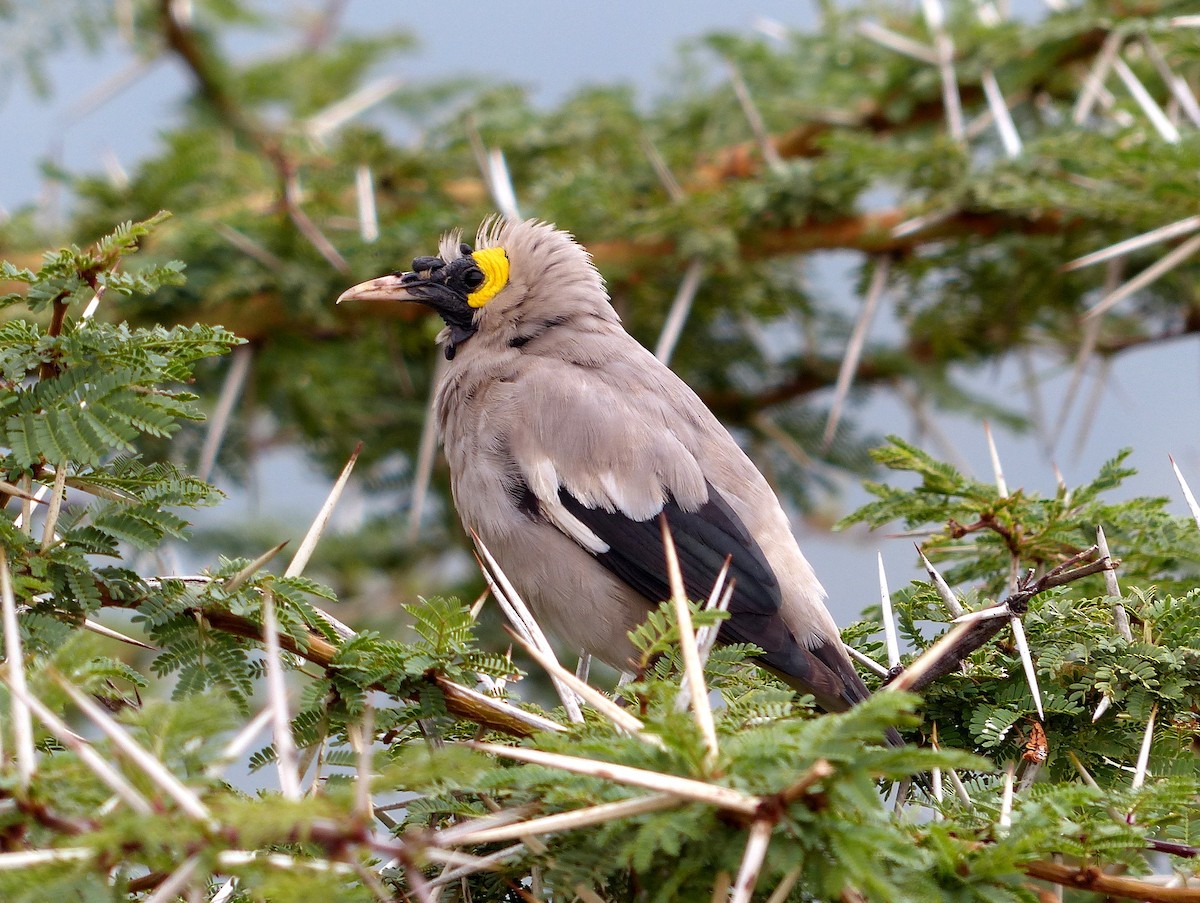 Wattled Starling - bob butler