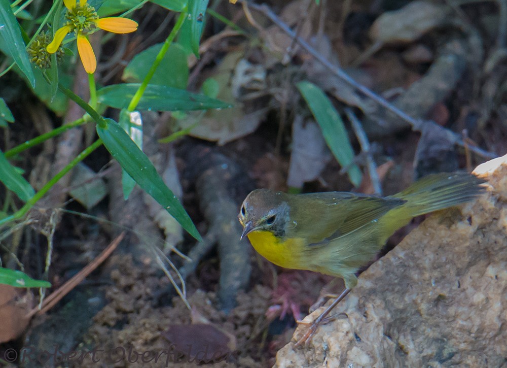 Common Yellowthroat - ML177604031