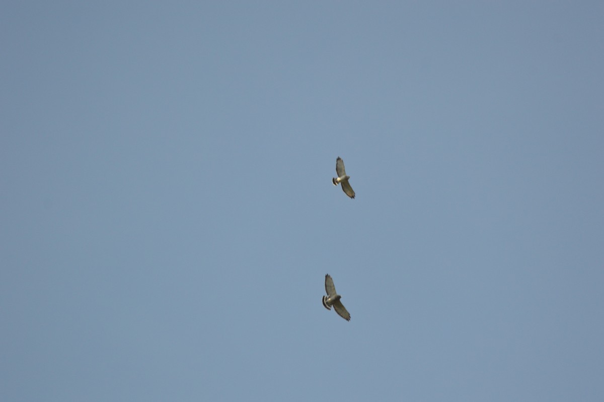 Broad-winged Hawk - ML177604911