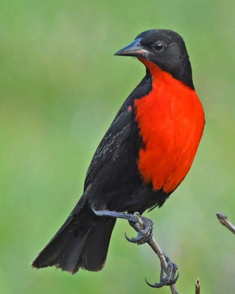 Red-breasted Meadowlark - ML177605181