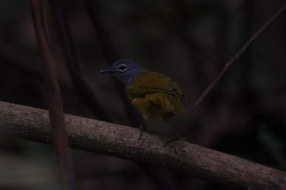 Western Mountain Greenbul - ML177605621