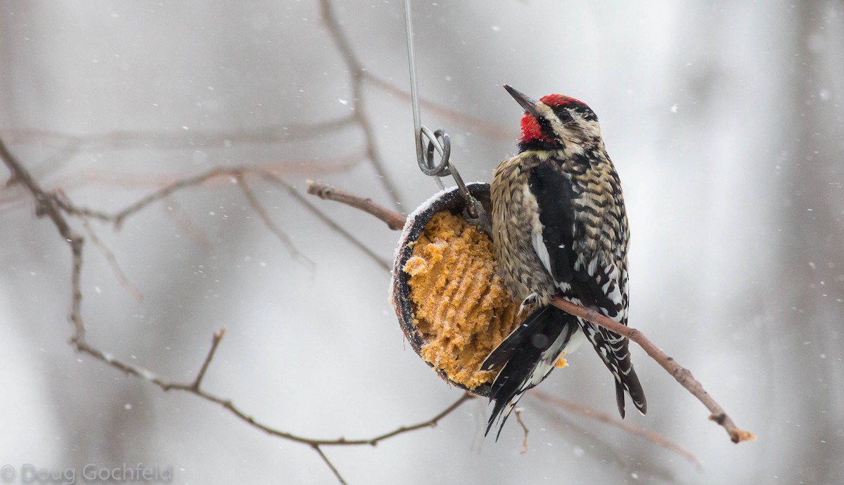 Yellow-bellied Sapsucker - Doug Gochfeld