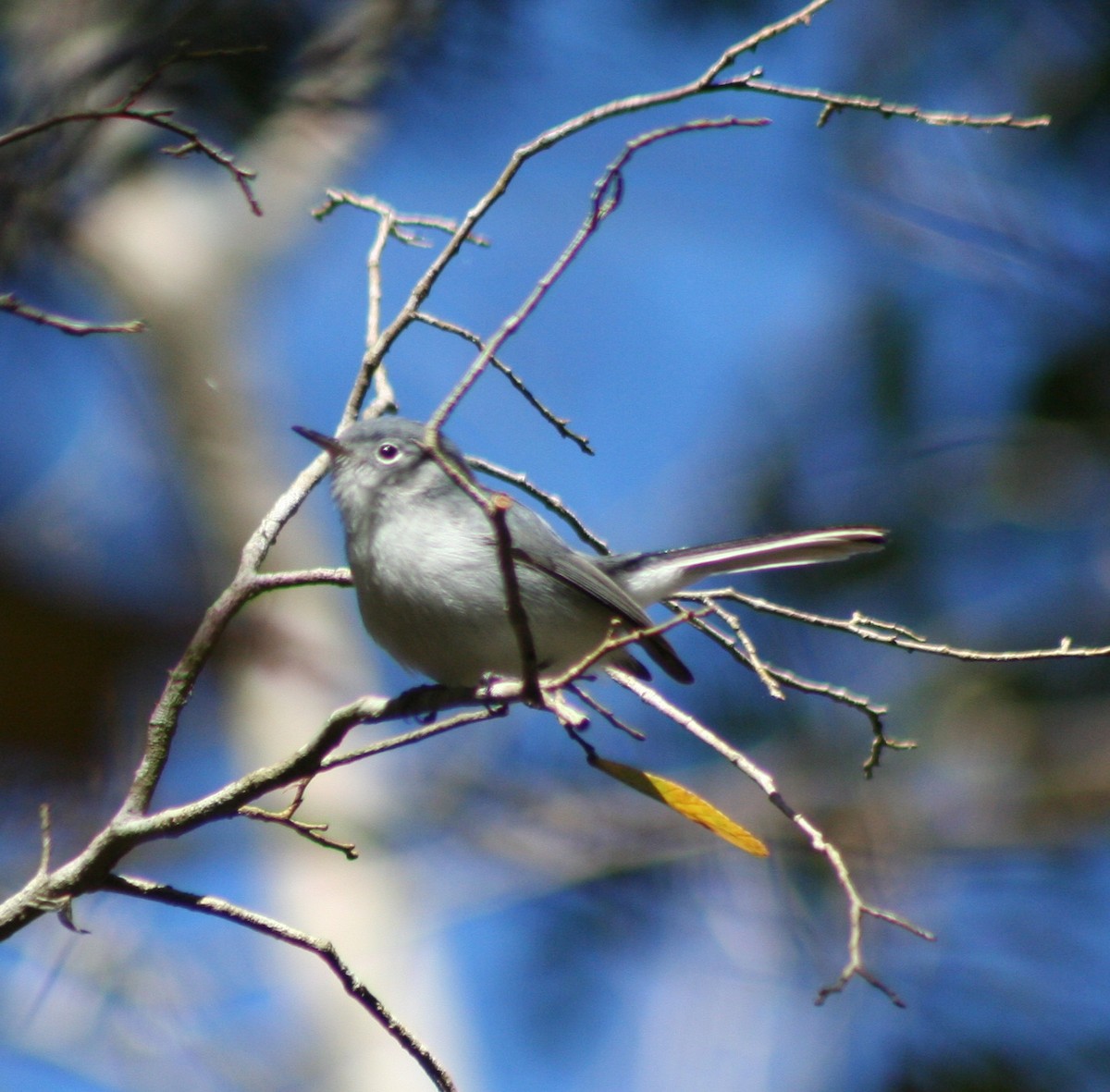 Gobemoucheron gris-bleu - ML177608271