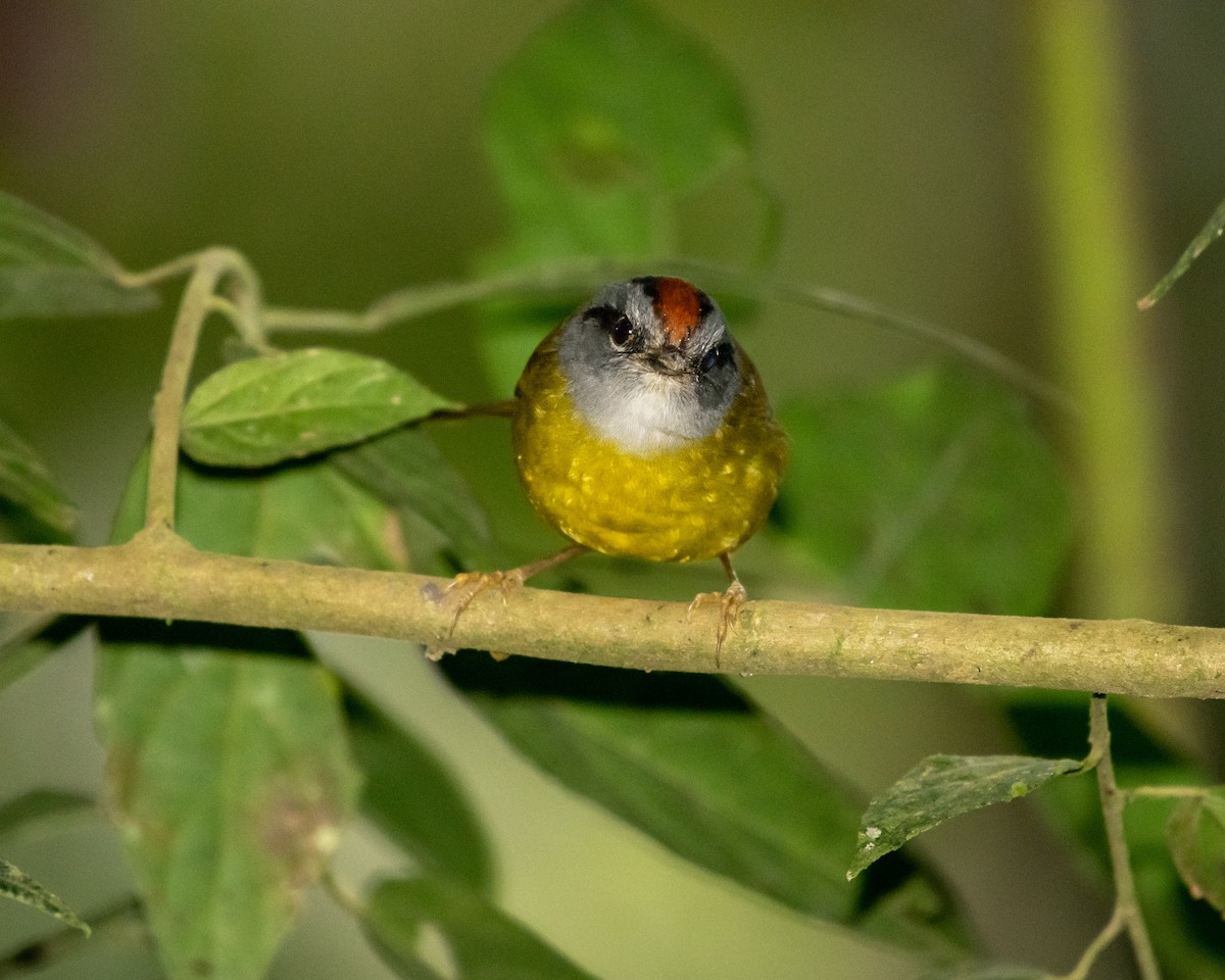 Russet-crowned Warbler - Hank Davis