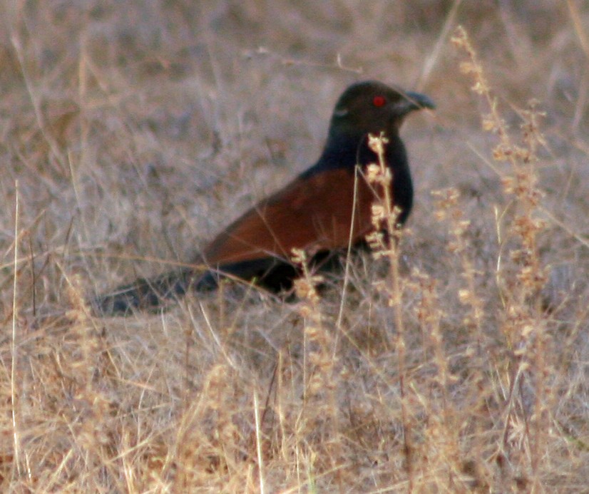 Greater Coucal - ML177613341