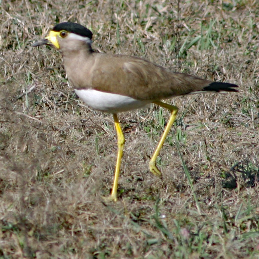 Yellow-wattled Lapwing - ML177613491