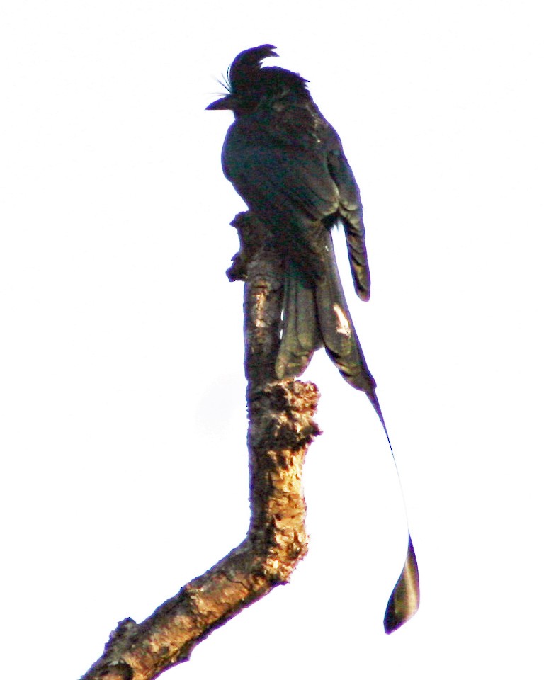 Greater Racket-tailed Drongo - ML177613541