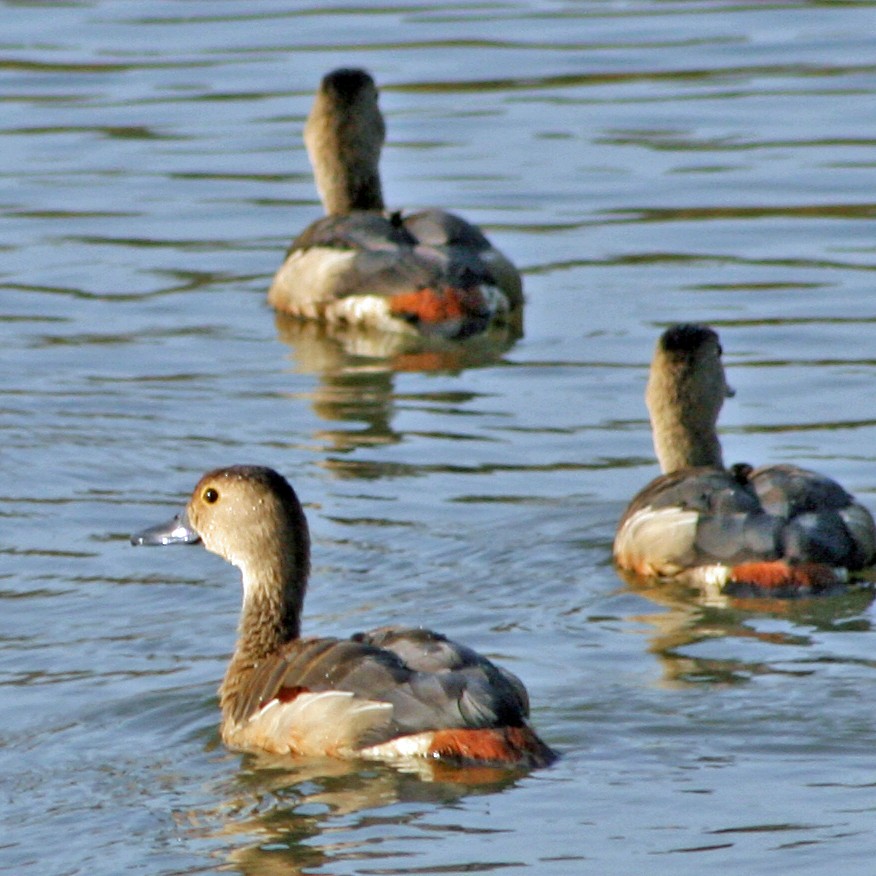 Dendrocygne siffleur - ML177613781