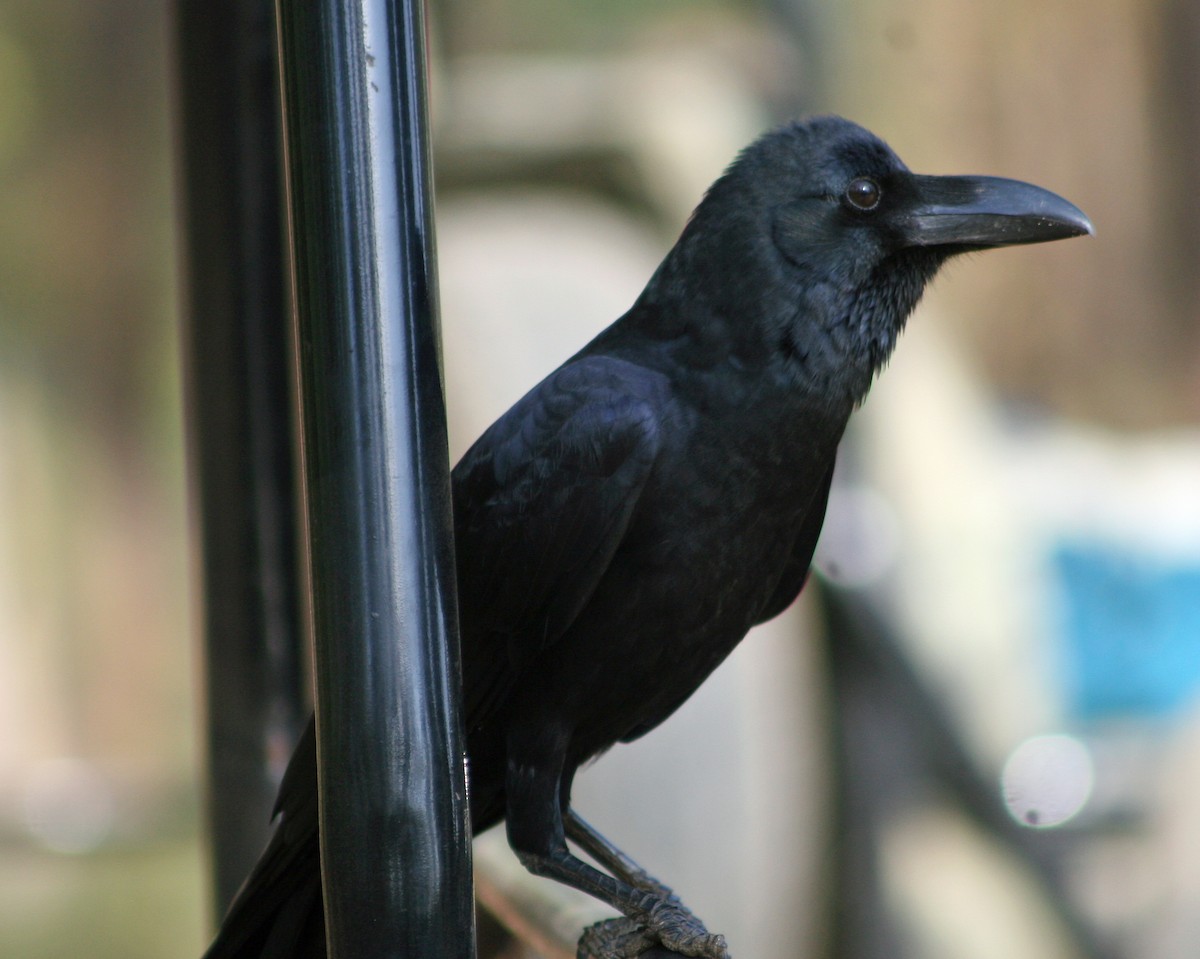 Large-billed Crow - ML177613811