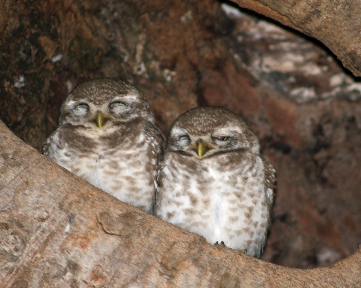 Spotted Owlet - ML177613971