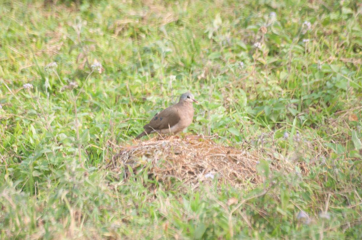 Blue-spotted Wood-Dove - ML177614231