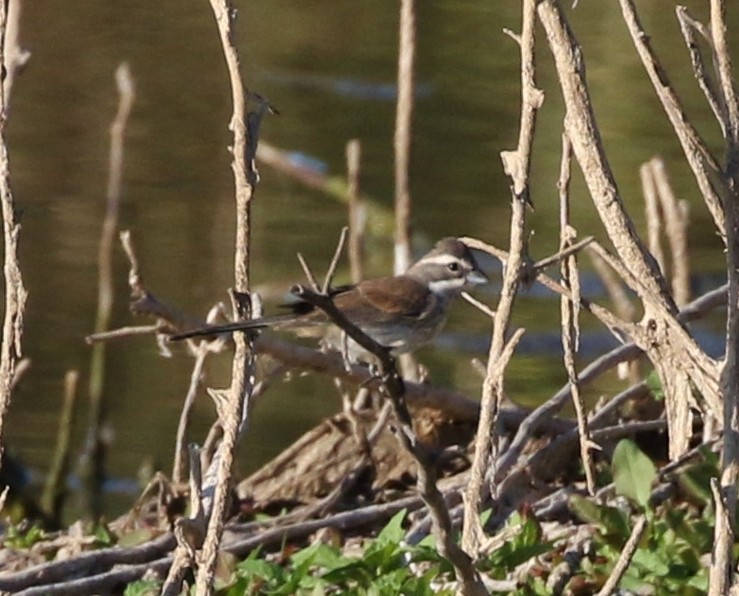 Black-throated Sparrow - Tom Benson