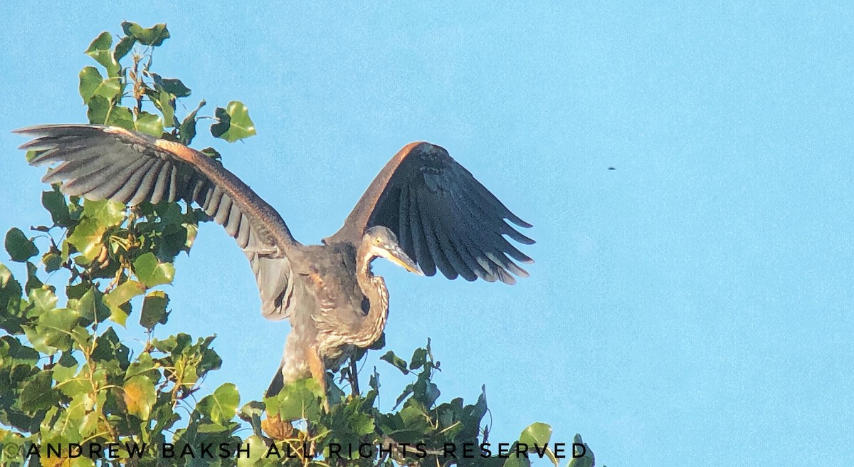 Great Blue Heron - Andrew Baksh