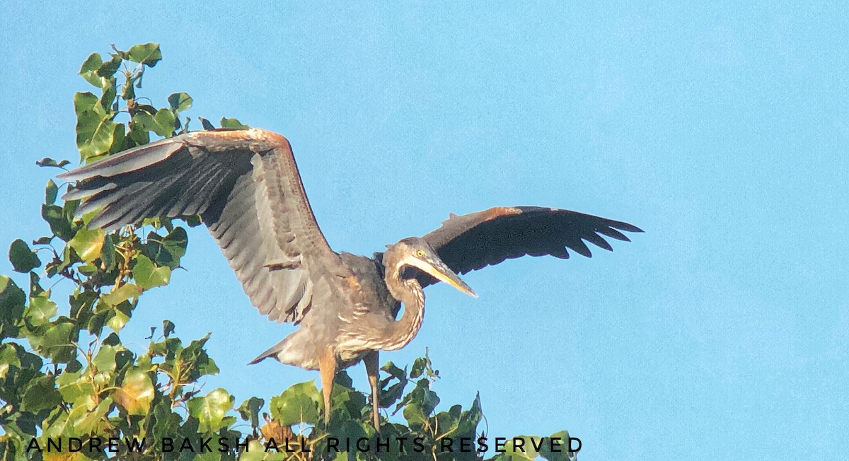 Great Blue Heron - Andrew Baksh