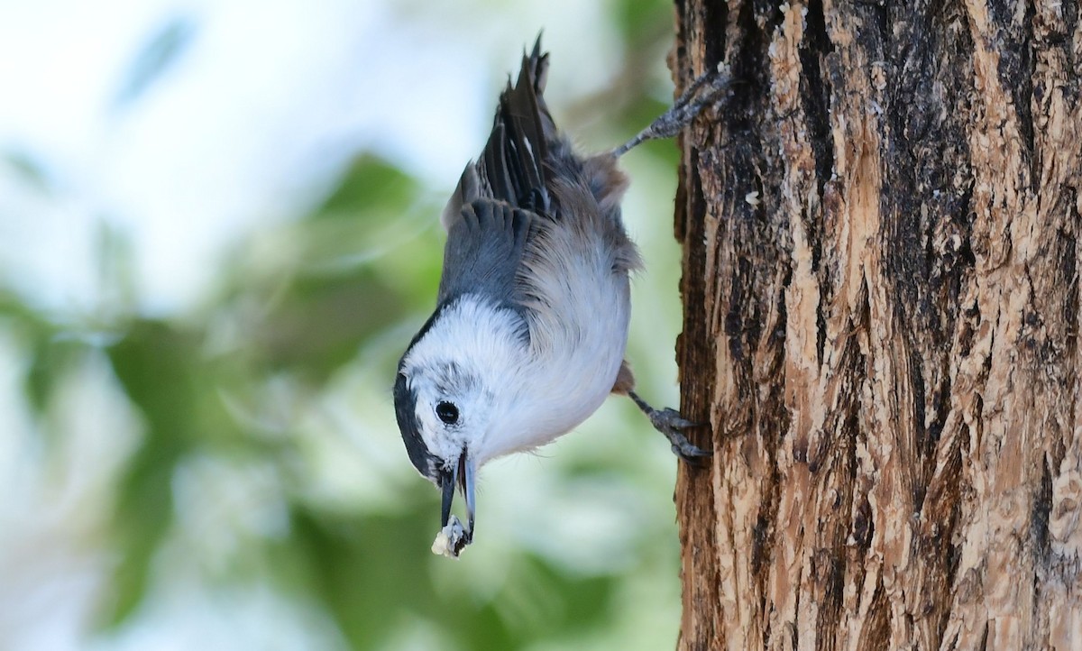 White-breasted Nuthatch - ML177622131