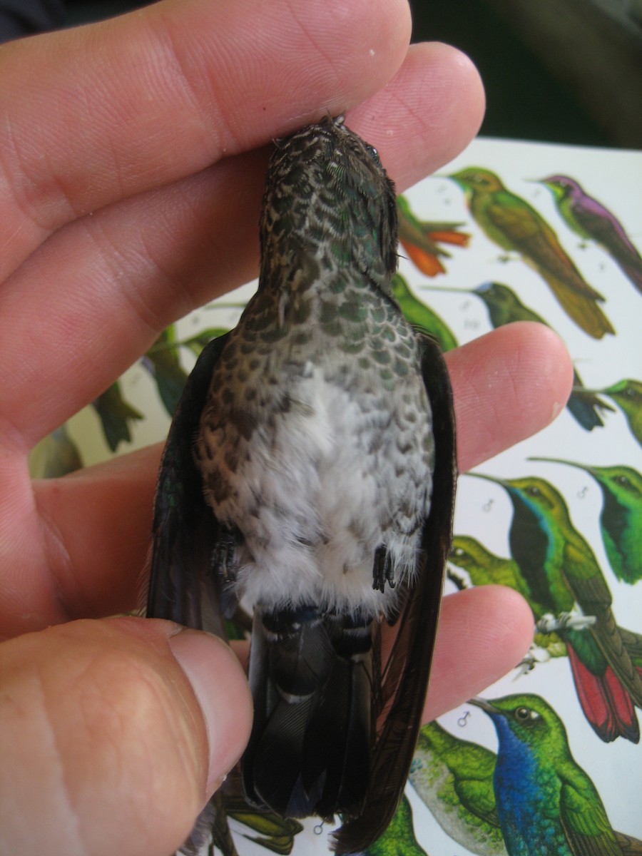 kolibřík bělokrký - ML177622491