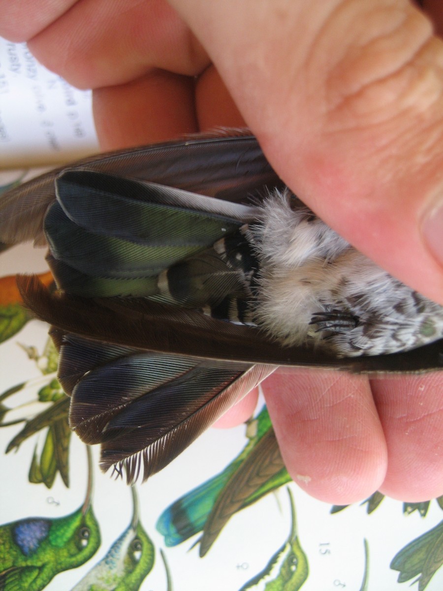 kolibřík bělokrký - ML177622501