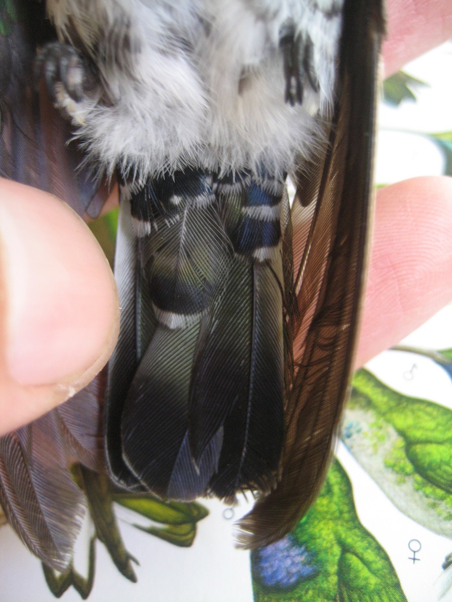 kolibřík bělokrký - ML177622521