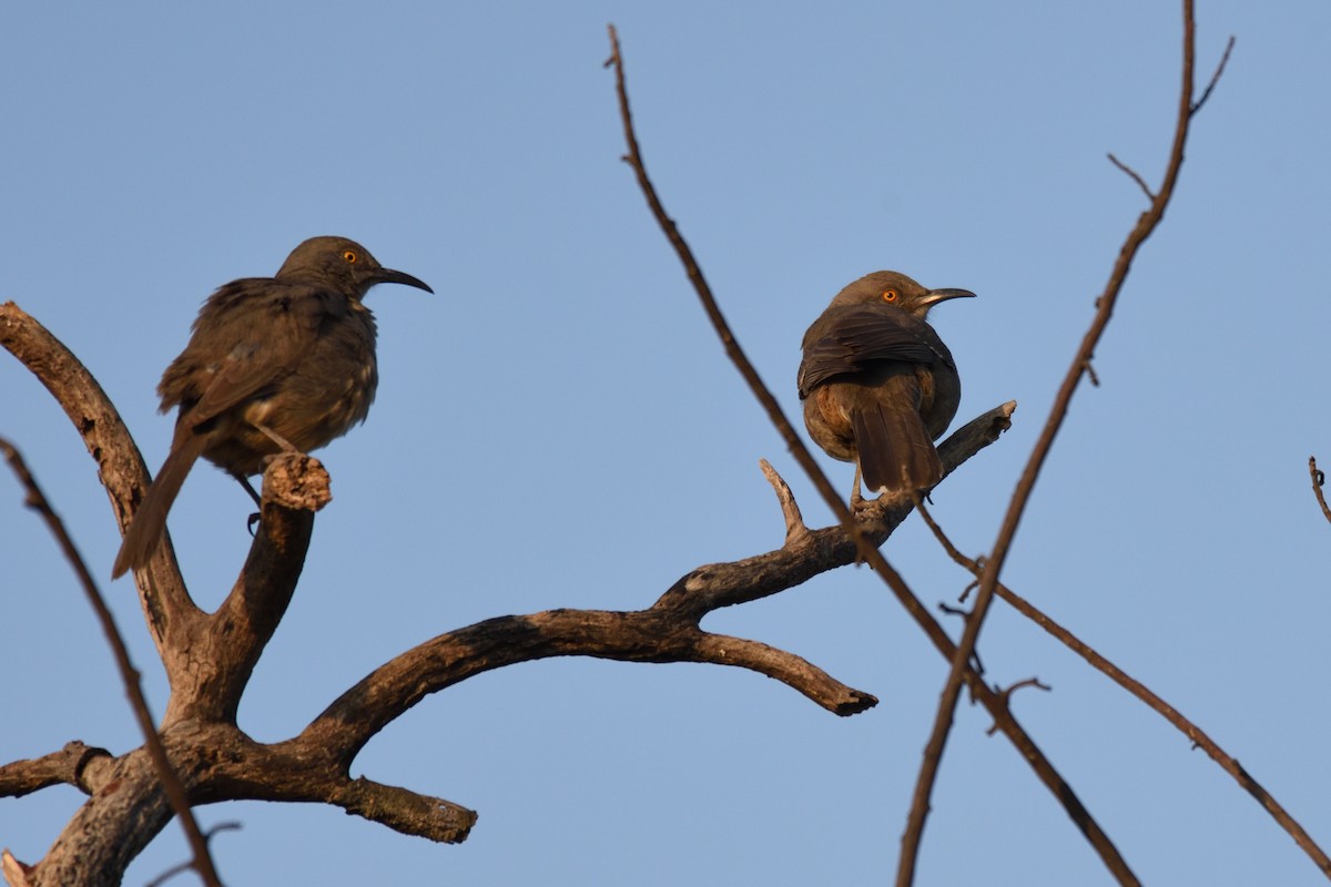 Curve-billed Thrasher - ML177623551