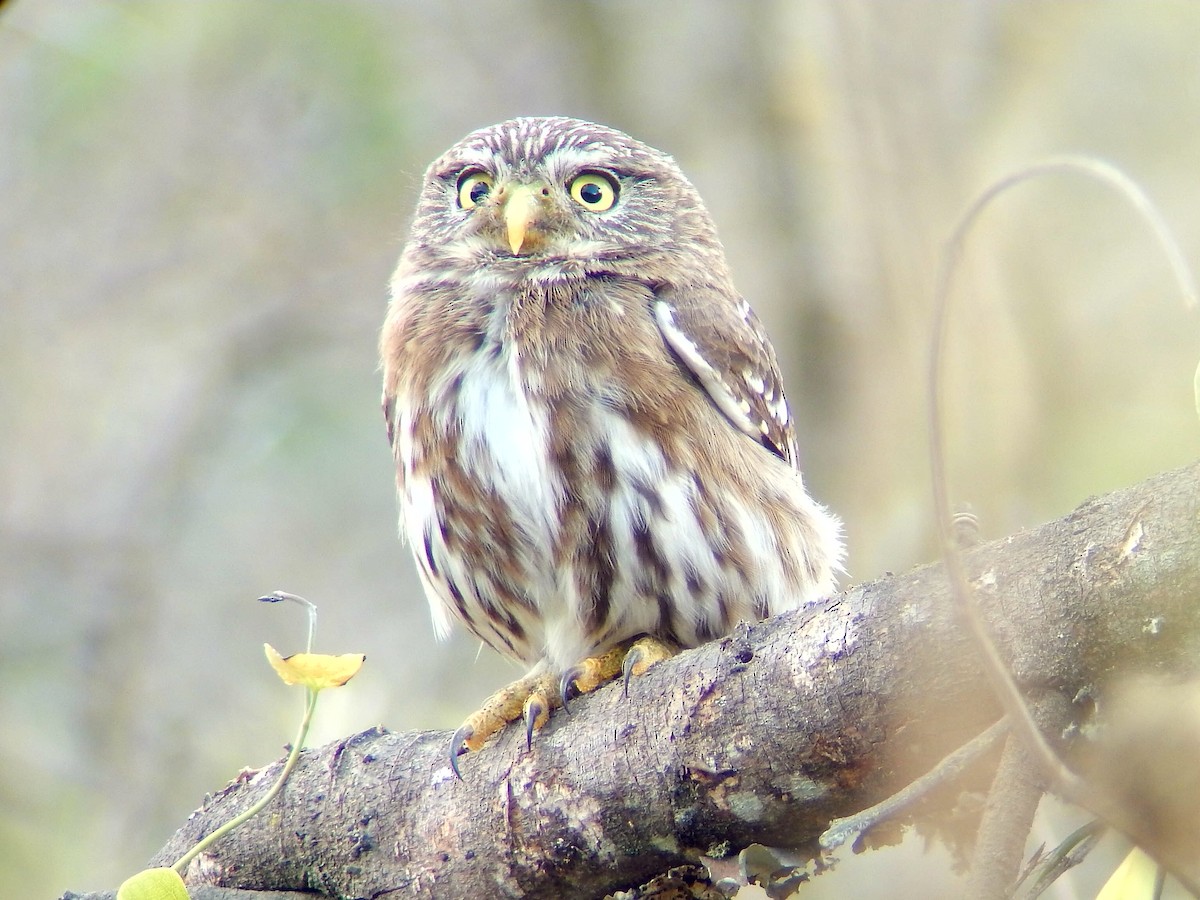 Peruvian Pygmy-Owl - ML177624401