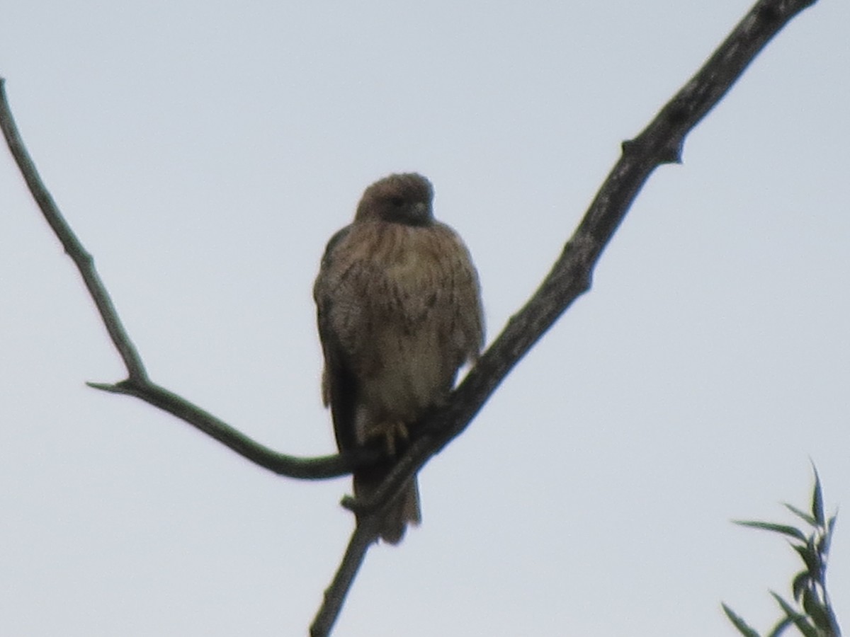 Red-tailed Hawk - BEN BAILEY