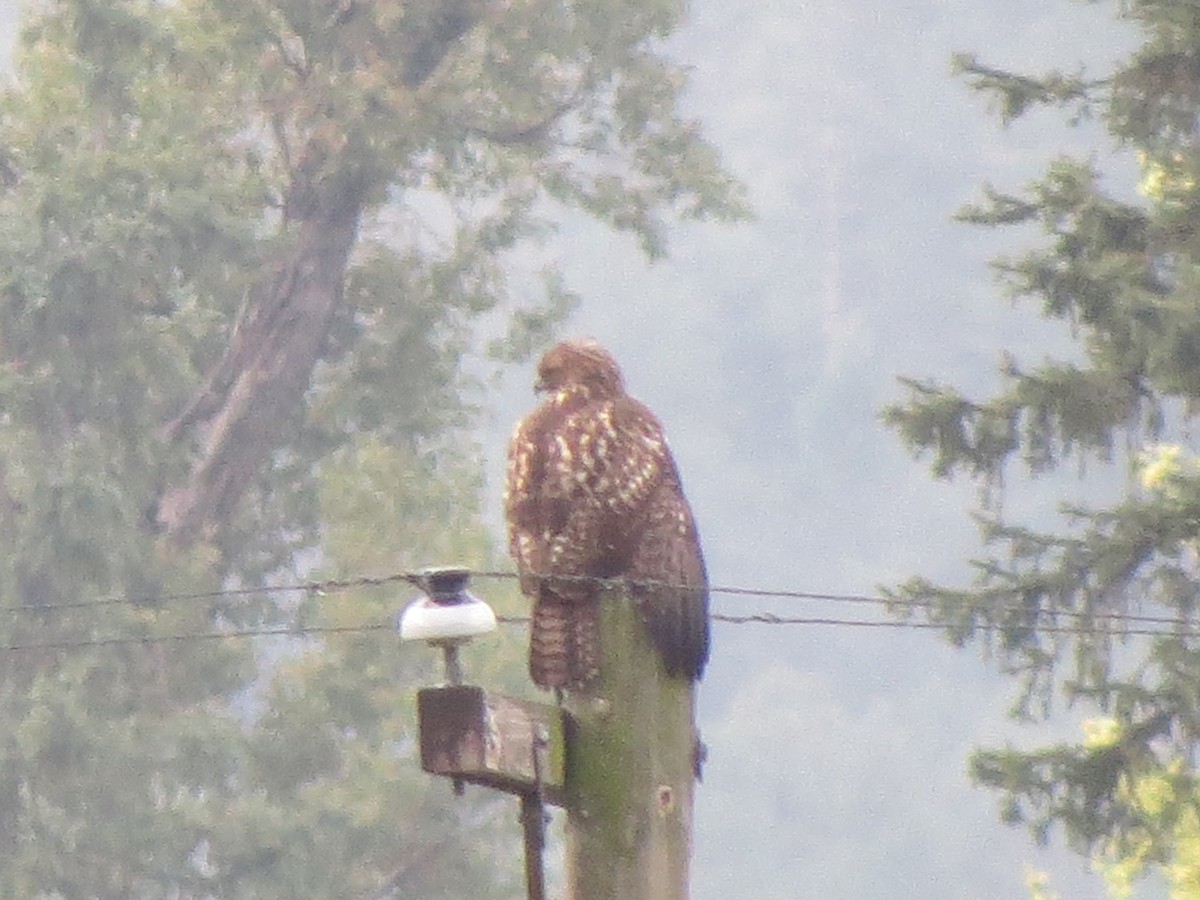 Red-tailed Hawk - BEN BAILEY