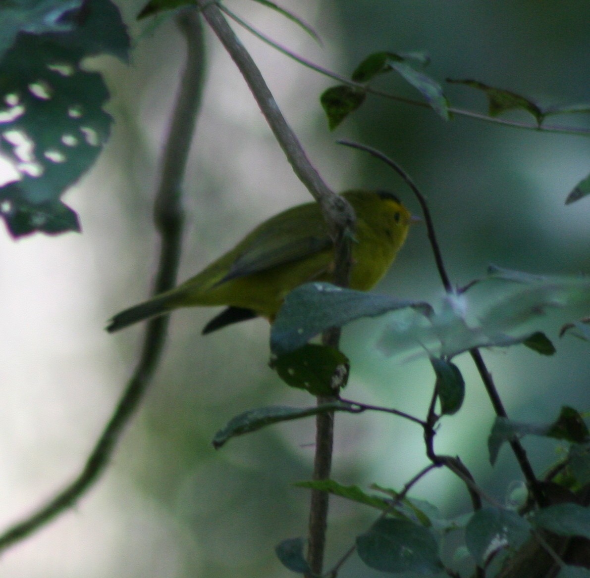 Wilson's Warbler - ML177625051