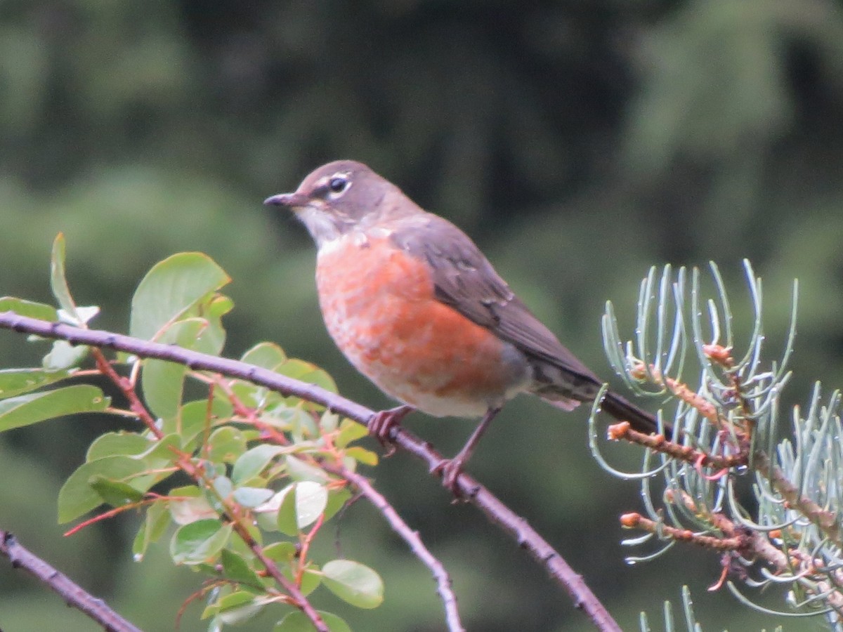 American Robin - BEN BAILEY