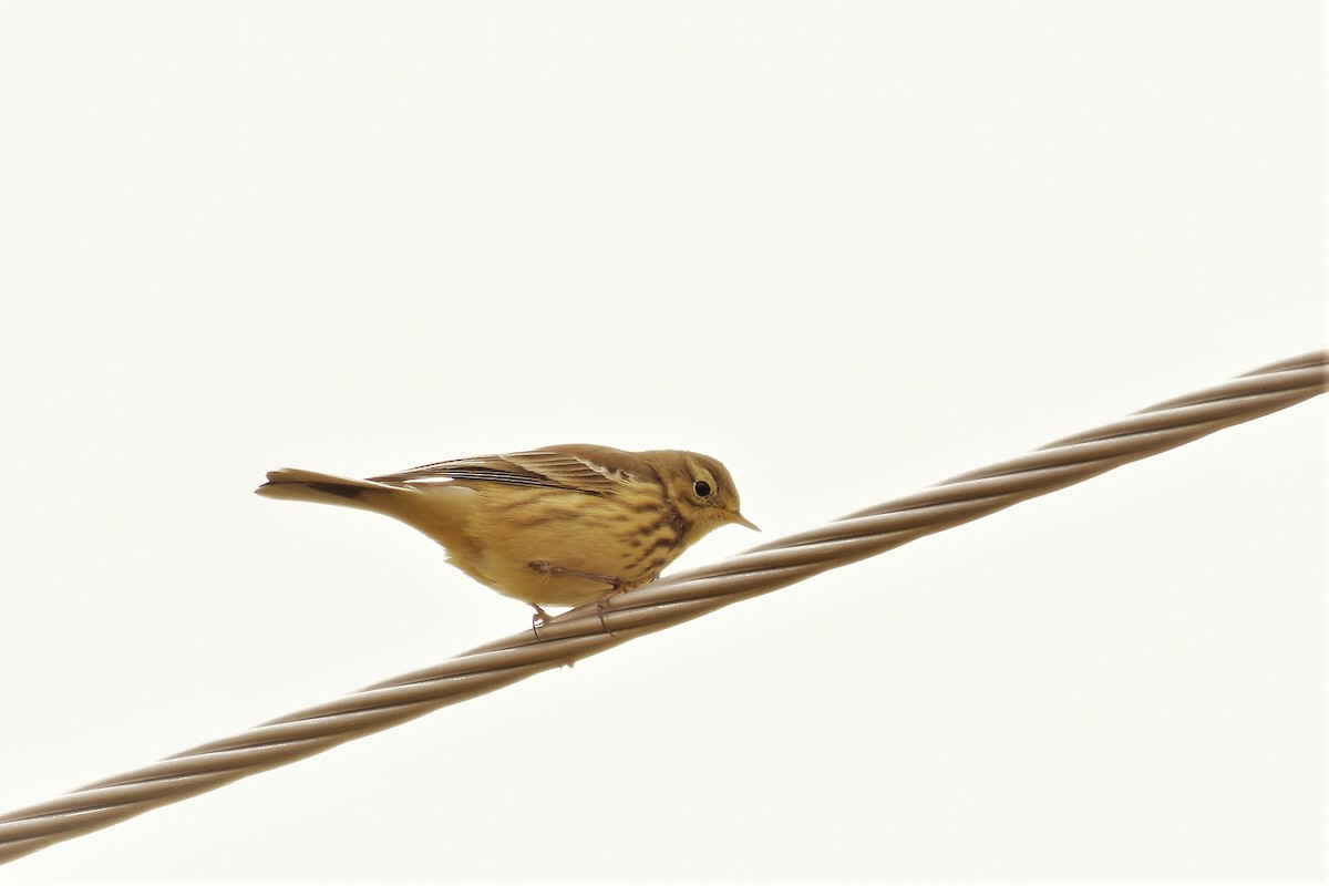 American Pipit - ML177626221