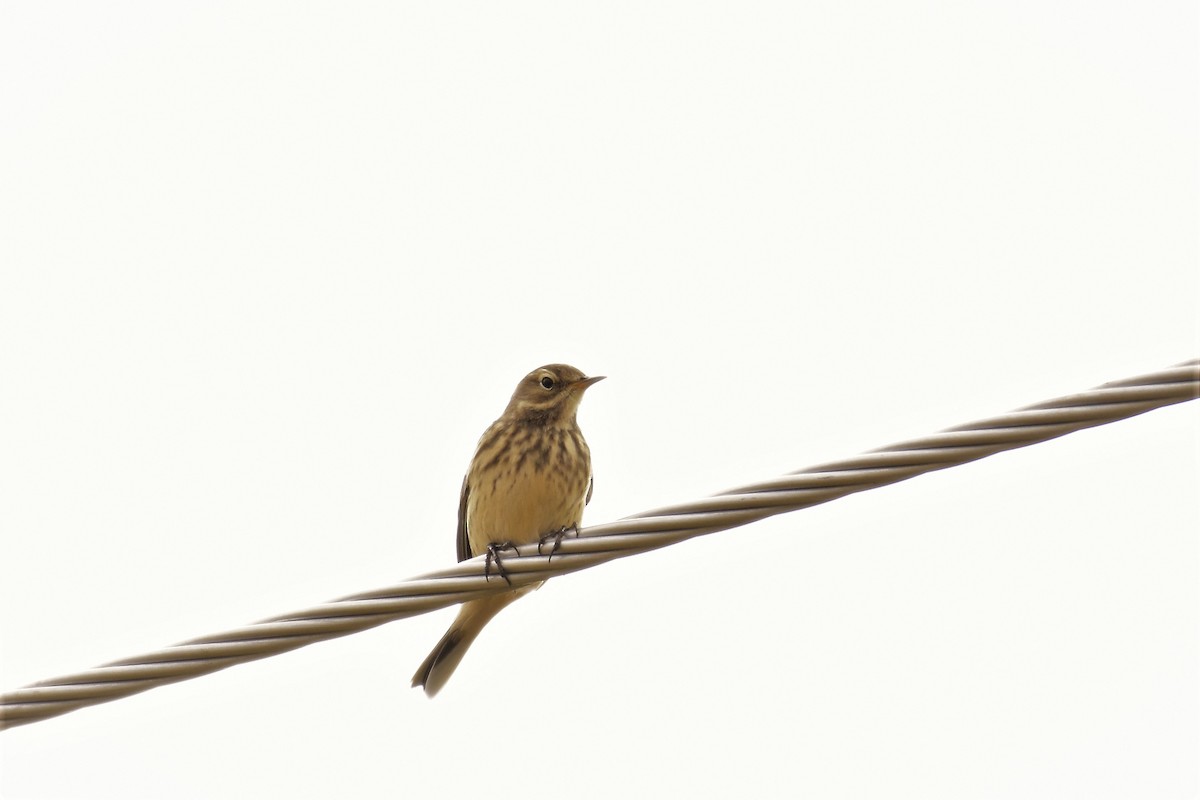 American Pipit - ML177626241