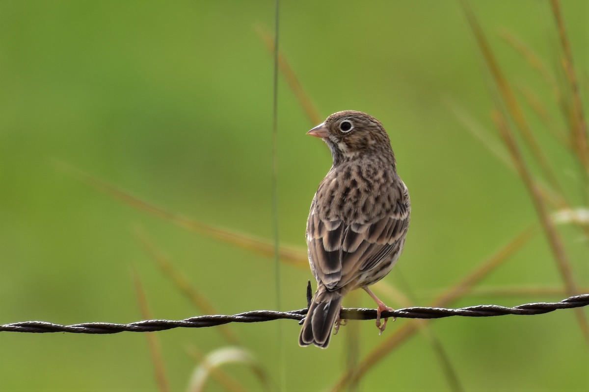 Vesper Sparrow - ML177626451