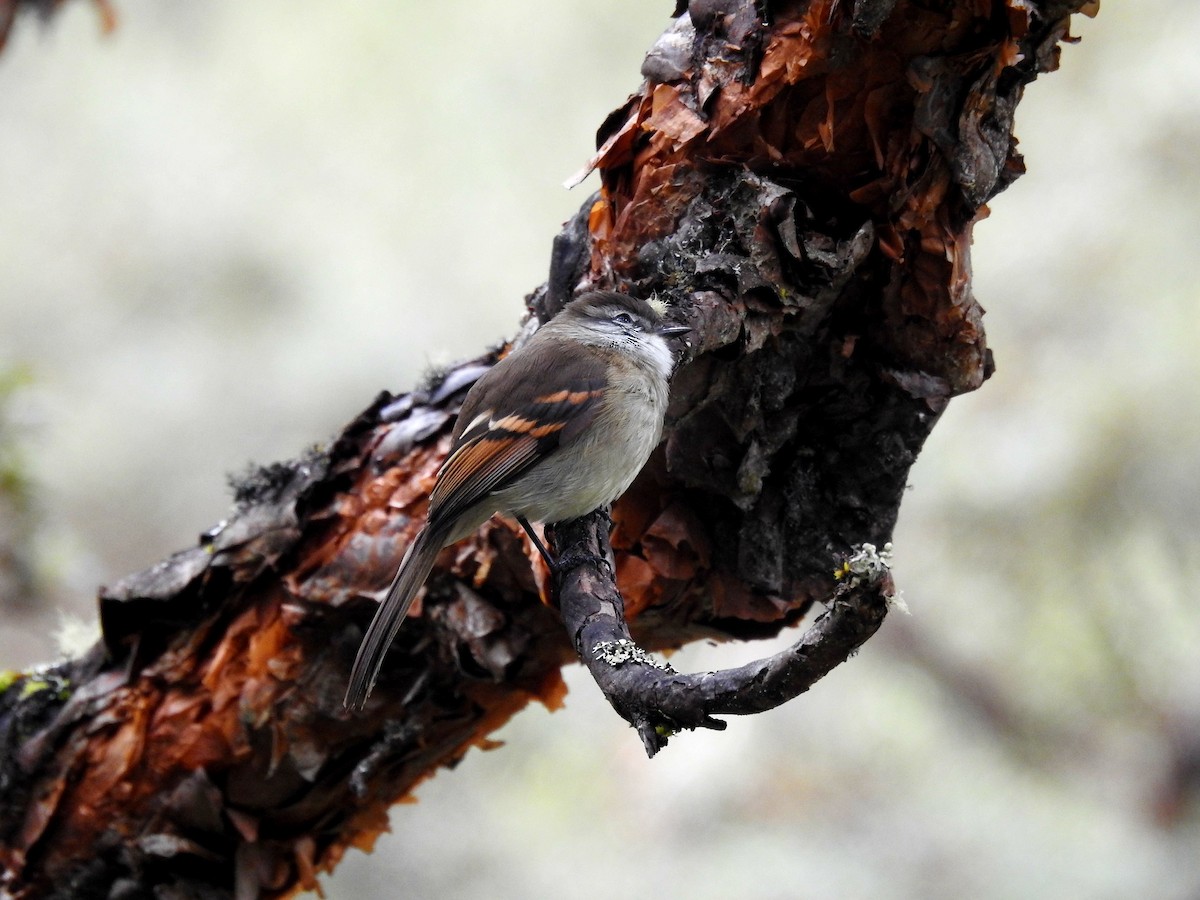 White-throated Tyrannulet - Marcelo Quipo