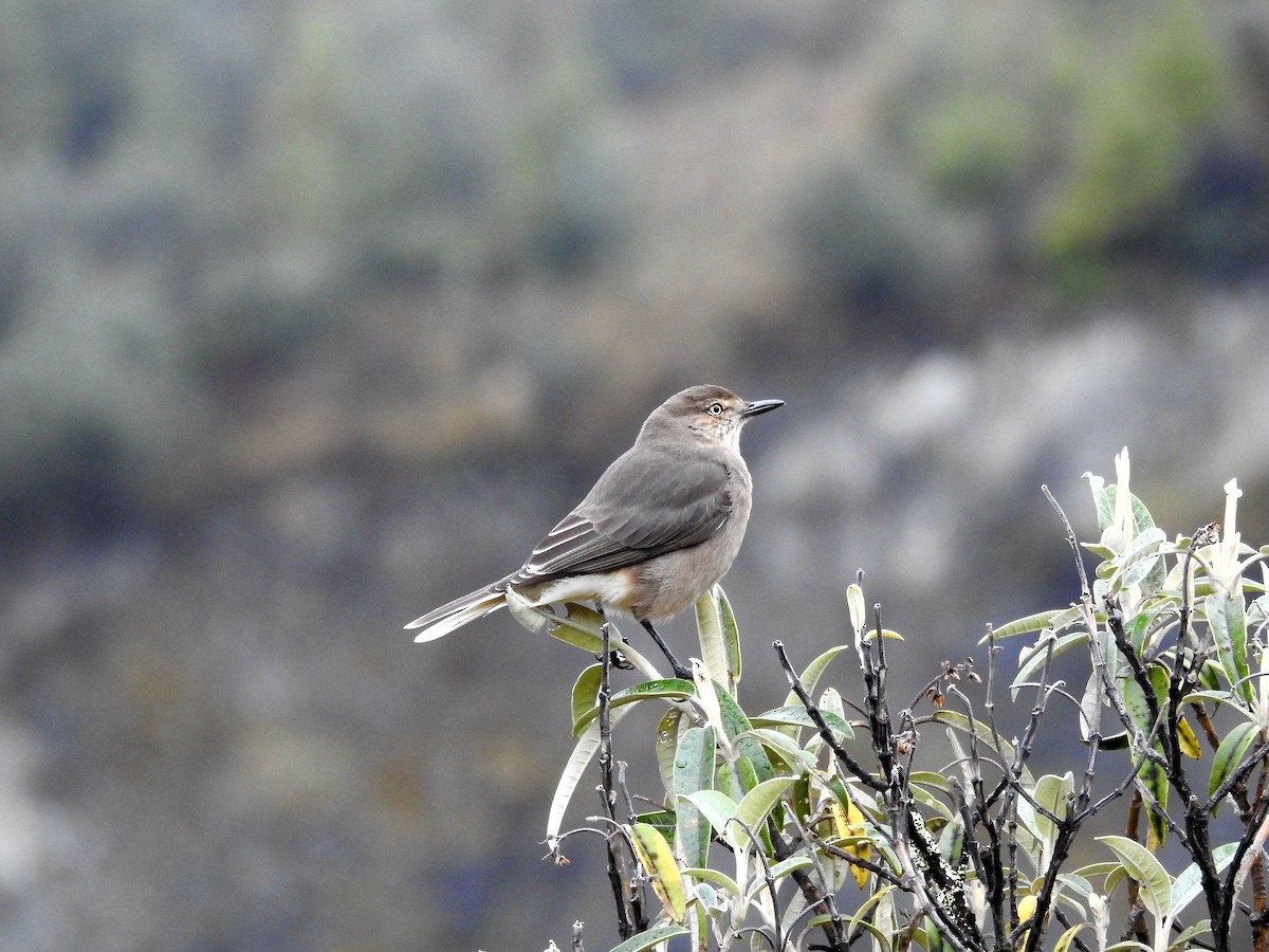 Black-billed Shrike-Tyrant - Marcelo Quipo