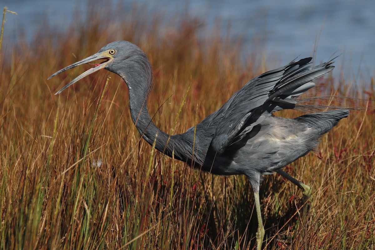 Little Blue x Tricolored Heron (hybrid) - Monica Nichols