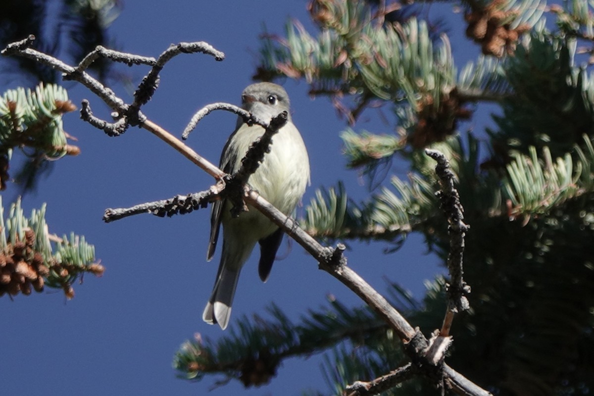 Hammond's Flycatcher - ML177627681