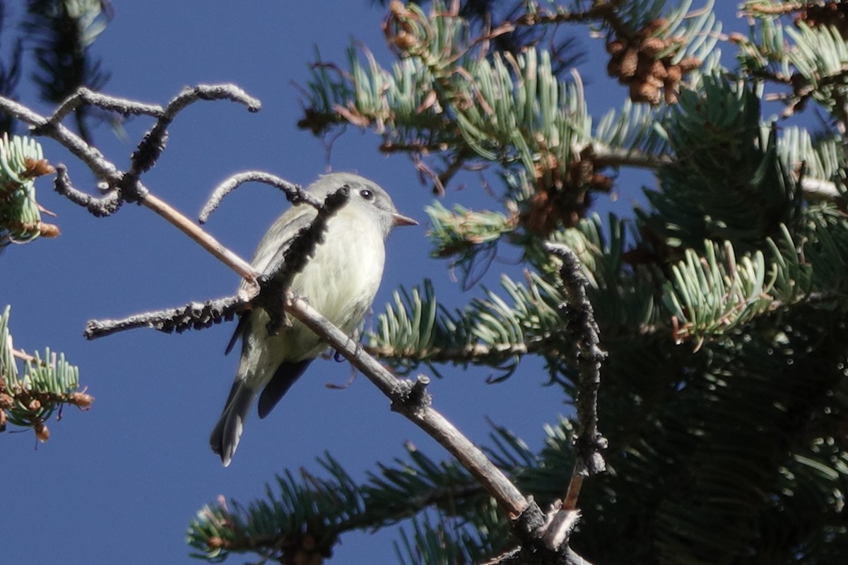 Hammond's Flycatcher - ML177627721