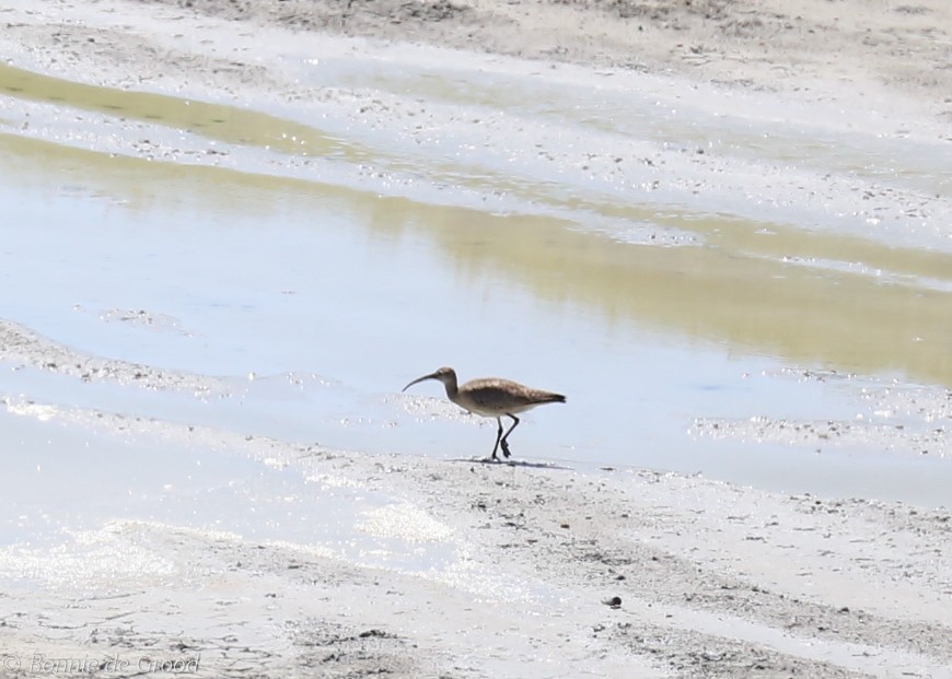 Whimbrel - ML177629761