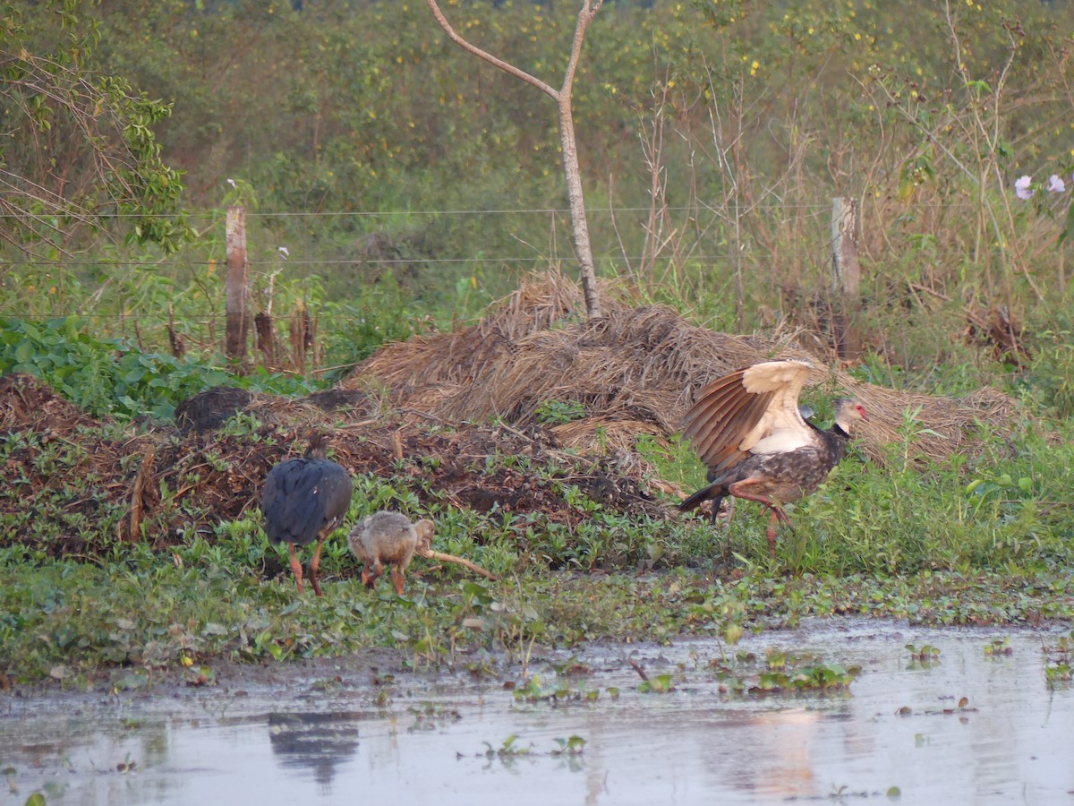 Southern Screamer - ML177629921