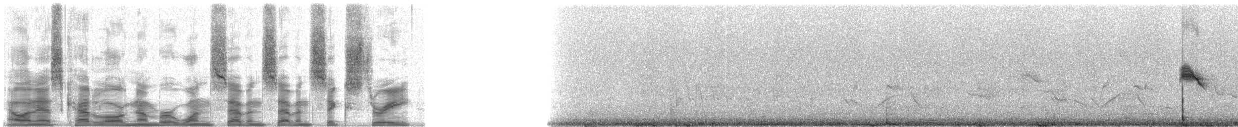 Белокрылая вдовка (aterrimus/anthracinus) - ML17763