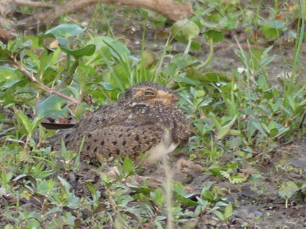 Nacunda Nighthawk - Robin Duska