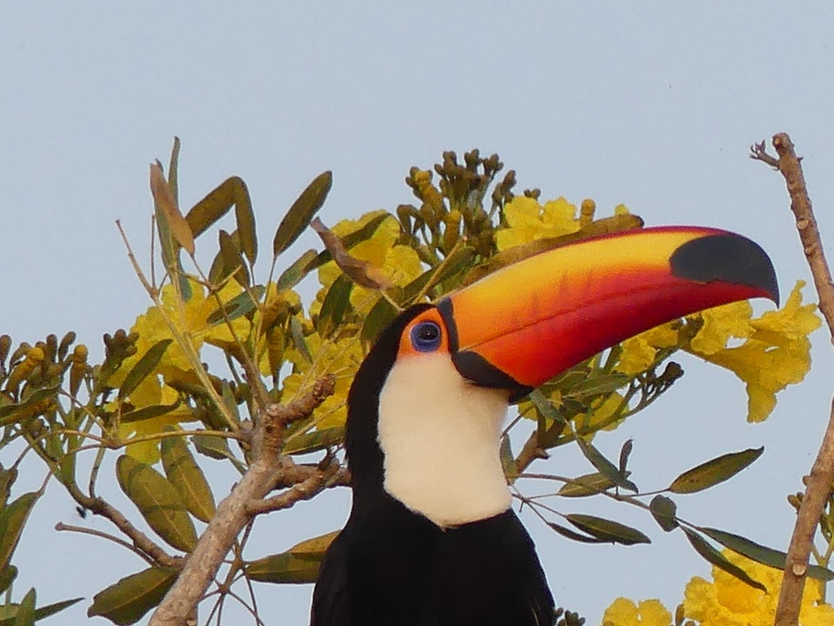 Toco Toucan - ML177630781