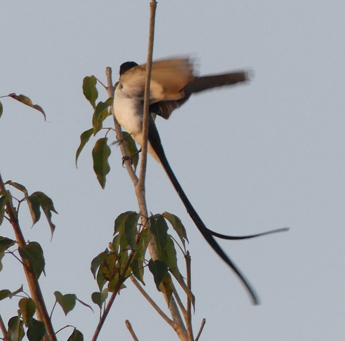 Fork-tailed Flycatcher - Robin Duska