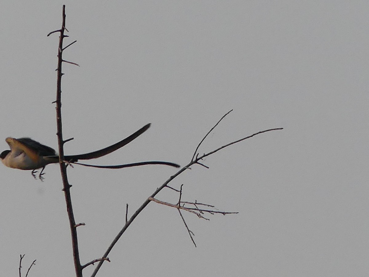 Fork-tailed Flycatcher - ML177631011