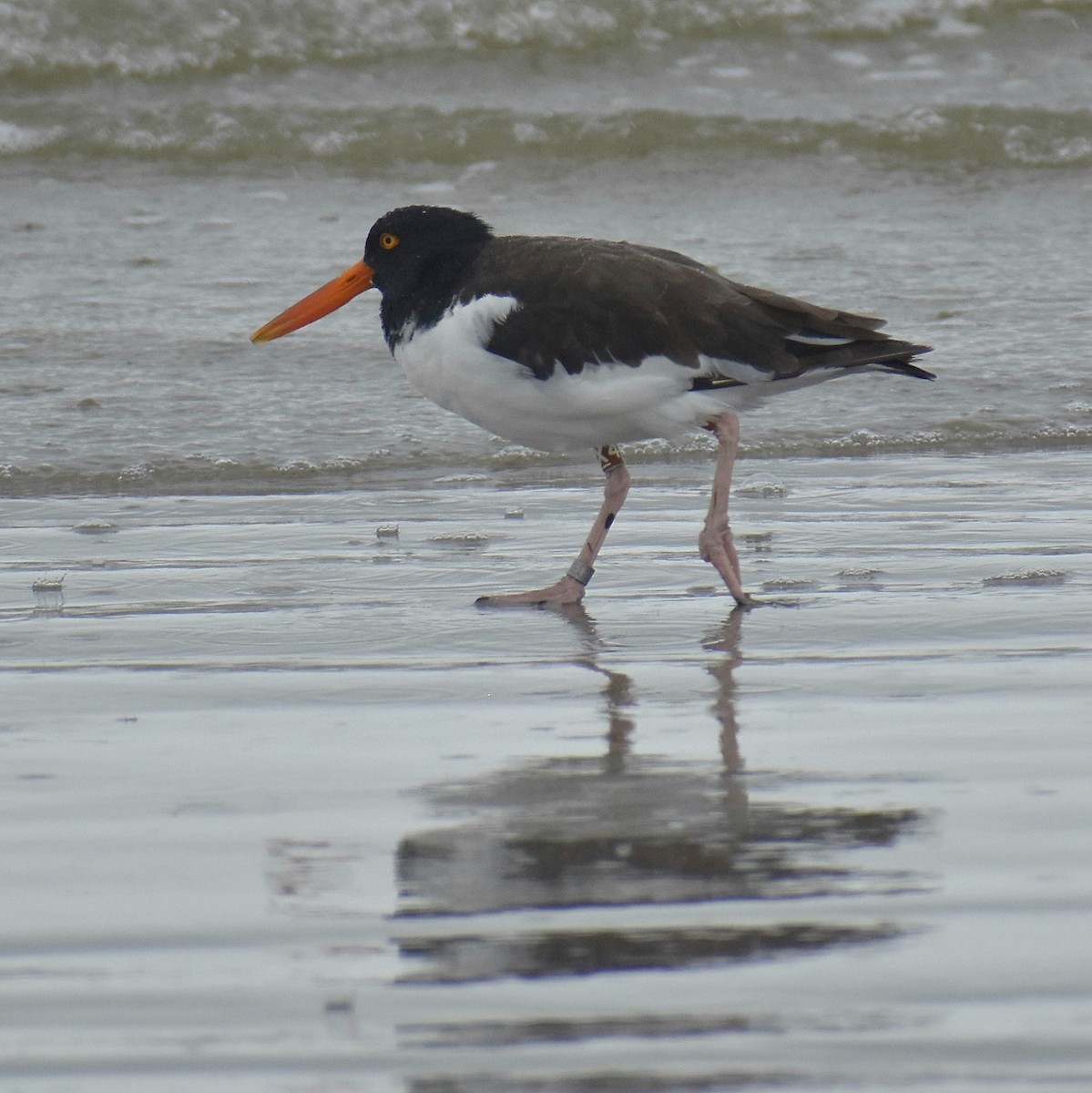 American Oystercatcher - ML177631571