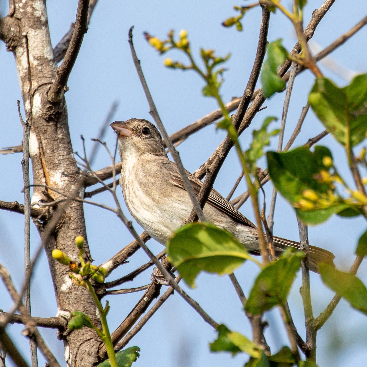 Pileated Finch - ML177632881