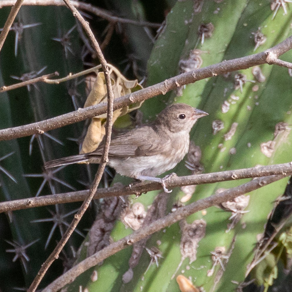 Pileated Finch - ML177633051